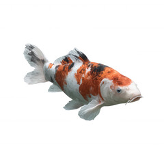 Colorful koi fish on a white isolated background, showcasing intricate patterns and vibrant colors.