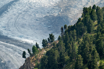 B&auml;ume vor dem Gro&szlig;en Aletschgletscher
