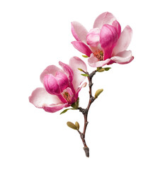 Obraz premium Two delicate pink magnolias on a stem