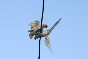 Parrots fall in love