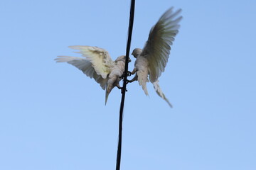 Parrots fall in love