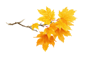 Autumn maple branch with vibrant yellow leaves. 