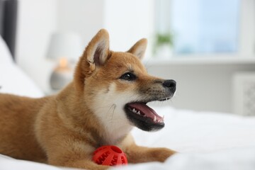 Playful Shiba Inu dog with toy ball on bed indoors