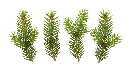 Four green pine branches with needles and brown stems isolated on a transparent background