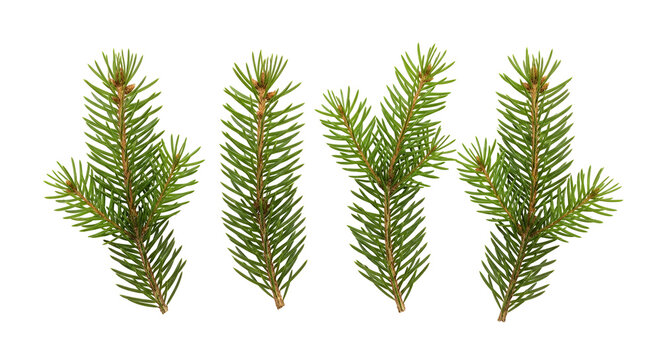 Four green pine branches with needles and brown stems isolated on a transparent background