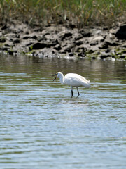 ポツンとコサギ