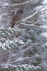 Great Gray Owl in winter