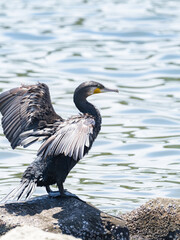 羽を広げるカワウ