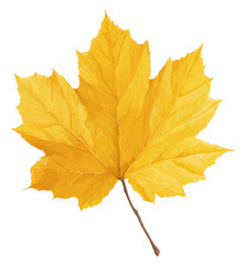 Fototapeta premium Vibrant autumn maple leaf (1)
