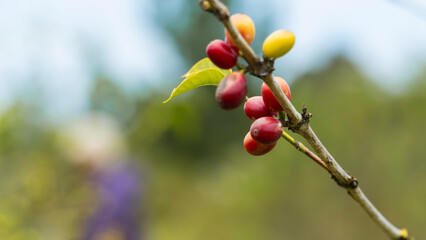 A small branch with coffee cherries in various stages of ripeness, from red to yellow to orange