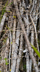 Obraz premium A textured, close-up shot of dry, fibrous plant roots and tangled branches