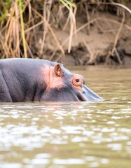 Hippopotamus head above water
