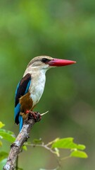 Kingfisher perched on branch (1)