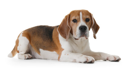 Cute Beagle dog on white background. Adorable pet
