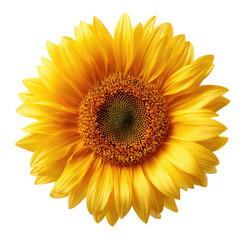 Fototapeta premium Close-up of a vibrant yellow sunflower (2)