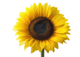 Close-up of a vibrant sunflower, bright yellow petals radiating outward from a dark brown central disc