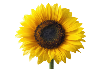Close-up of a vibrant sunflower, bright yellow petals radiating outward from a dark brown central disc