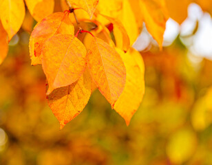 Obraz premium Vibrant Autumn Leaves: Golden Hues in Close-Up Detail