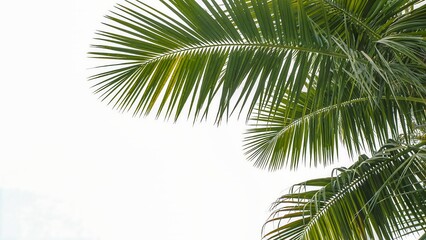 Fototapeta premium Closeup of lush green palm tree leaves against a bright, clear white sky, creating a minimalist and tropical feel, perfect for summer and nature themes