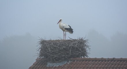 A white stork in its large nest on a foggy morning.