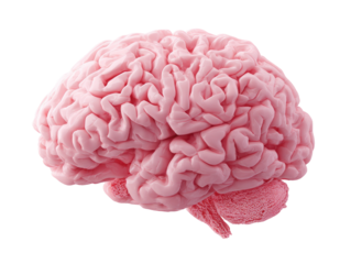 Pink brain model,  3D illustration.  Soft,  light pink.  Realistic,  anatomical,  isolated