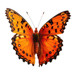 Fototapeta premium and keyword list based on the image, following your requested format.. Orange Butterfly Spotted, Wings Open, Isolated on Black Backdrop, Bright Detail