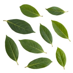 Obraz premium Collection of fresh green leaves isolated on white background, showcasing natural beauty and botanical detail