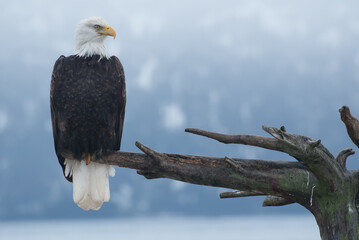 Bald Eagle adult calling taken in Homer Alaska