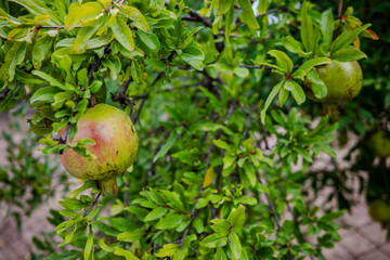 Close-up of unripe pomegranates growing on a lush green tree in Başiskele, Kocaeli, Türkiye, captured in natural daylight.