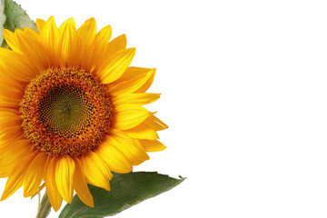 Fototapeta premium Close-up of a single sunflower against a black background. Bright yellow petals surround a dark, central disc. Green leaves are visible at the bottom edge
