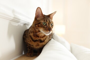 Cute Bengal cat on bed at home. Adorable pet