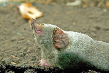 Eastern Mole 