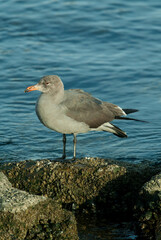 Heermann's Gull winter pluage taken in southern California