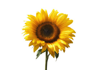 Obraz premium Close-up of a vibrant sunflower against a black background. Bright yellow petals surround a dark brown central disc. Green leaves are visible at the stem base