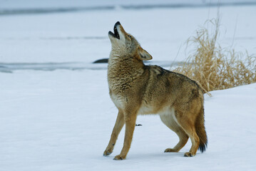 Coyote Howling taken in central MN under controlled conditions