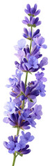 Obraz premium A vibrant, detailed lavender sprig