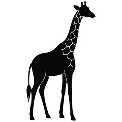 Black vector silhouette of a standing giraffe on a white background, isolated and ready for illustration