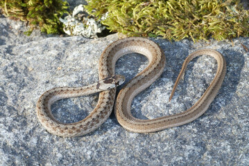 Brown Snake taken in southern MN