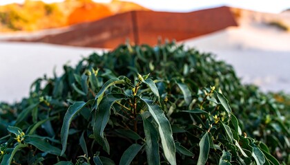 Lush green foliage atop a mound