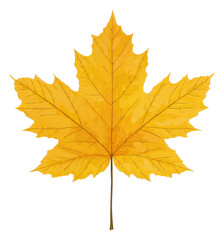 Fototapeta premium Isolated, vibrant golden-yellow maple leaf