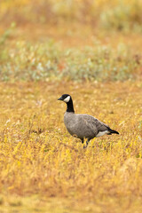 Cackling Goose taken in Churchill Manatoba Canada