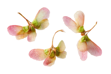 Close-up of four seed pods, resembling delicate butterflies.  Soft pink, light peachy hues.  Fine details.  Isolated on black