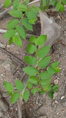 Kersen (Muntingia calabura) plants growing in the garden. Also known as seri, ceri, talok, or kerukup siam, kersem, muntingia, cherry, Jamaican cherry, Panama berry, Singapore cherry, Japanse kers.
