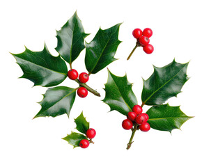 Close-up of holly sprigs with vibrant green leaves and bright red berries