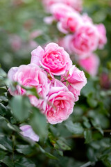 Pink roses bloom in the garden. A bush of pink roses in the park. Photo
