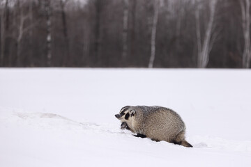 Obraz premium American Badger in snow taken in central MN under controlled conditions.