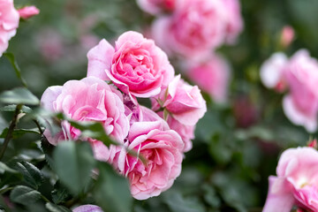 Pink roses bloom in the garden. A bush of pink roses in the park. Photo