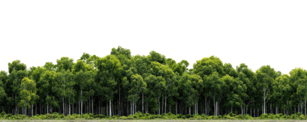 Lush green forest line