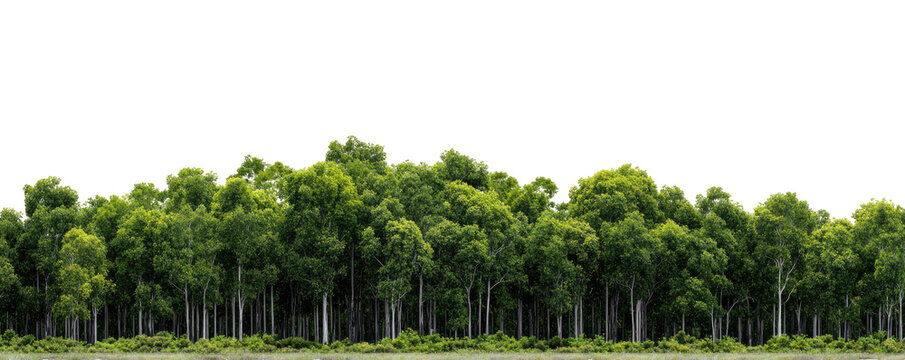 Lush green forest line - Powered by Adobe