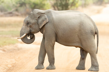 Naklejka premium Sri Lankan Elephant in YALA National Park
